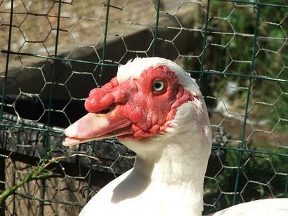 Majestic Sanctuary Sauvagine - Articles sexage un canard par le son de sa Quack (sexage) Majestic Sanctuary Sauvagine - Articles sexage un canard par le son de sa Quack