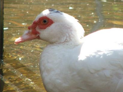 Majestic Sanctuary Sauvagine - Articles sexage un canard par le son de ses Quack (articles) Majestic Sanctuary Sauvagine - Articles sexage un canard par le son de sa Quack