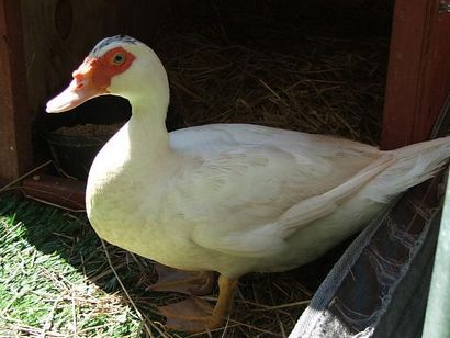 Majestic Sanctuary Sauvagine - Articles sexage un canard par le son de sa Quack (Без кейворда) Majestic Sanctuary Sauvagine - Articles sexage un canard par le son de sa Quack