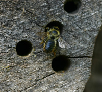 Faire une abeille Hôtel - pollinisateur Garden (pollinisateur) Faire une abeille Hôtel - pollinisateur Garden