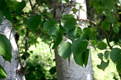 Faire Birch huile de feuilles pour les muscles endoloris, Homespun vie saisonnière