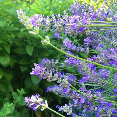 Faire élixirs de fleurs pour la guérison mentale et émotionnelle