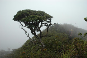 Machen Sie es Davao Bonsai Wald