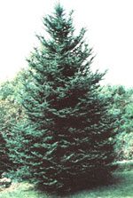 Verdienen Sie Geld sammeln und verkaufen Pine Boughs - Natur und Gemeinschaft - Mutter Erde Nachrichten