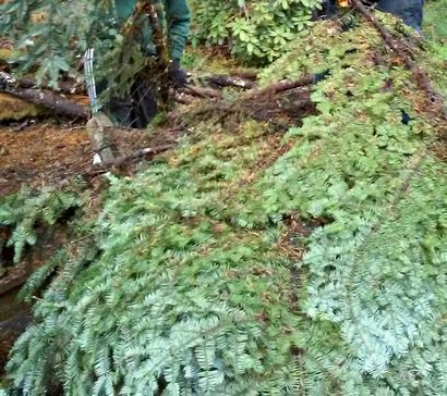 En faire une couronne de vacances de Real Arbre Boughs