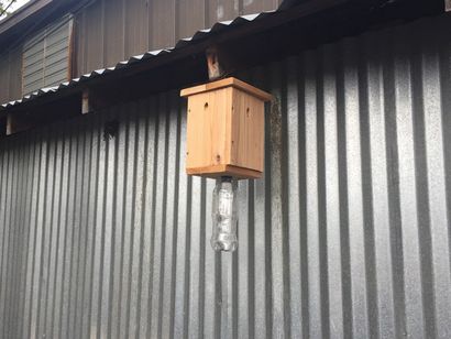 Faites votre propre Carpenter Bee piège, avec Chelsea Dans Vérification