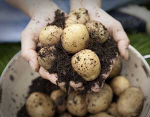 Faites votre propre Barrel de pommes de terre non-Space - Do It Yourself - MÈRE LA TERRE NOUVELLES