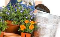 Faites vos propres jardins de conteneurs faciles Empotage à bas prix, The Old Farmer Almanac (les mélanges) Faites vos propres jardins de conteneurs faciles Empotage bon marché, l'Almanach du vieux fermier