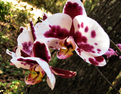 Faire écorce Terreau pour orchidées - dimanche Gardener