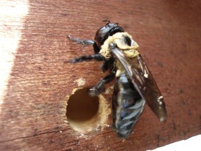Faire Carpenter Bee pièges 6 étapes (avec photos)