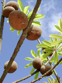 Mamey Sapote Recette - Les producteurs de fruits tropicaux