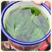 Marihuana-Tee, Medical Cannabis Angereichert Tea