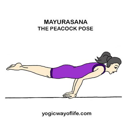 Mayurasa - die Pfau Pose, Yogische Way Of Life