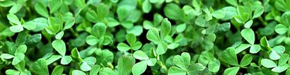 feuilles de Methi (feuille fenugrec), les exportateurs de feuilles de fenugrec en Inde, feuille noire indien fenugrec, Taj