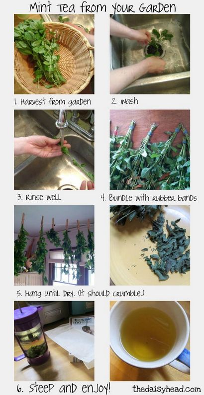 Mint Tea Garden Wie Sie Ihre eigene Herbal Pfefferminztee anzubauen und ernten - die daisyhead