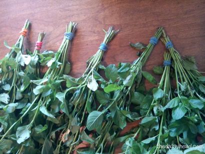 Jardin Thé à la menthe Comment cultiver et récolter vos propres herbes Thé à la menthe - la daisyhead