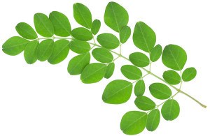 Perte Moringa et poids - Faits importants que vous devez savoir (important) Perte Moringa et poids - Faits importants que vous devez savoir