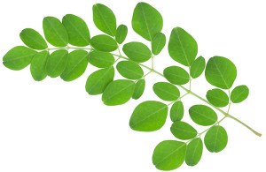 Perte Moringa et poids - Faits importants que vous devez savoir