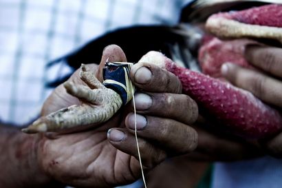 Mein mittelamerikanischen Cockfighting Erfahrung • Expert Vagabond