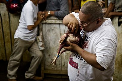 Mein mittelamerikanischen Cockfighting Erfahrung • Expert Vagabond