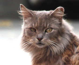 Les chats de quartier, Comment TNR, Feral Cat Shelter d'hiver