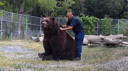 Maintenant, c'est une étreinte d'ours bon! animaux ne peut pas arrêter tactile câlins son meilleur ami humain à la faune
