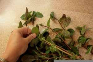 Old School - Self Reliance 101 - Blog Archive - huile de menthe poivrée maison (dépendance) Old School - Self Reliance 101 - Blog Archive - huile de menthe poivrée maison