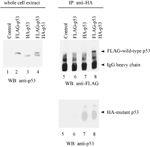 Oncogene - Mutant p53 übt einen dominant negativen Effekt durch die Verhinderung Wildtyp-p53 aus der Bindung an