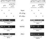 Oncogene - Mutant p53 übt einen dominant negativen Effekt durch die Verhinderung Wildtyp-p53 aus der Bindung an