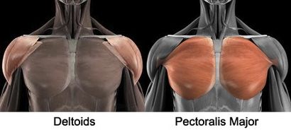 L'un des exercices de poitrine les plus puissantes pour les hommes, la poitrine Sculpting Découvrez comment perdre la poitrine Fat