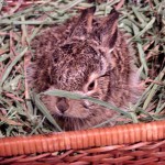 Verwaiste Baby-Häschen Wild- und Haus, House Rabbit Society