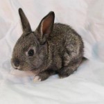 Verwaiste Baby-Häschen Wild- und Haus, House Rabbit Society