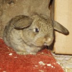Orpheline bébé Bunnies sauvages et domestiques, House Rabbit Society