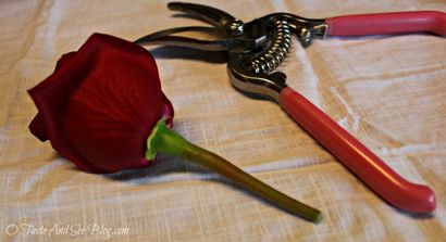 O Taste and See Bricolage simple Rose Boutonnière - O Taste and See