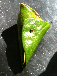 Paan kulfi, From My Kitchen