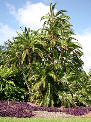Soins Palm Tree