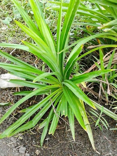 Pandan Feuilles d'information - Conseils de cuisine!