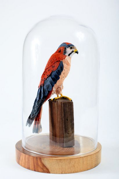 art du papier - Sculpture - Vegan Taxidermie - L'art des oiseaux en papier