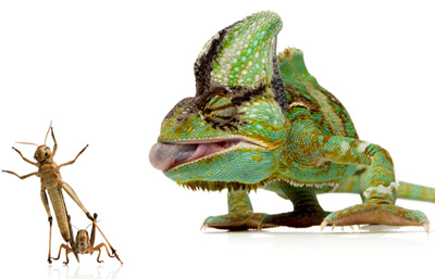 Pet Caméléon Nourriture, gâteries, Diet & amp; Nutrition (friandises) Pet Caméléon Nourriture, gâteries, Diet & amp; Nutrition