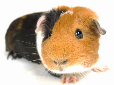 Pet Pig Guinée soins, l'information, les faits & amp; Des photos