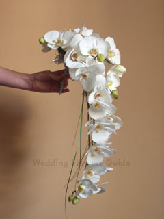 Orchidée Phalaenopsis Fleurs de mariage