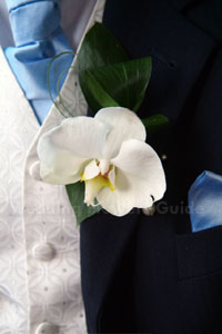 Orchidée Phalaenopsis Fleurs de mariage