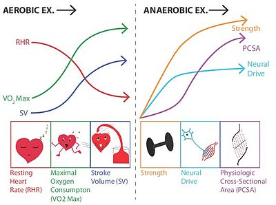 Exercice physique