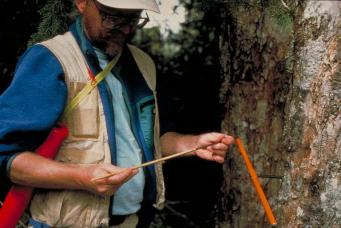 Image climatique Comment peut-on apprendre des arbres Anneaux, centres nationaux d'information environnementale