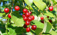 Gelée à base de cerisier de Pennsylvanie fruits sauvages Fruits La préservation et la salubrité des aliments Préparation Université de l'alimentation (fait) Gelée à base de cerisier de Pennsylvanie fruits sauvages Fruits et Preserving Préparation Université alimentaire La sécurité alimentaire des