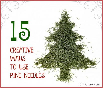 Pine Needles sind nützlich sind hier 15 Wege zu nutzen,
