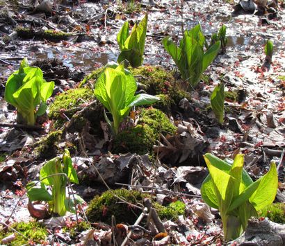 Plante Rant Skunk chou - Passer le test puante, le Green Garden Farmacy