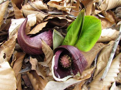 Plante Rant Skunk chou - Passer le test puante, le Green Garden Farmacy