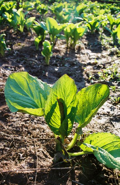 Pflanze Rant Stinkkohl - Passing den Gestank Test, The Green Farmacy Garten