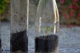 Plantes en bouteilles 5 étapes (avec photos)